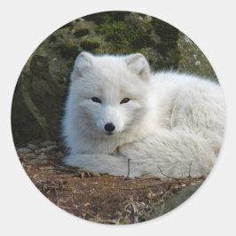 White Fox Foto Runder Aufkleber
