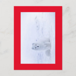 WHITE FOX POSTKARTE