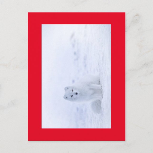 WHITE FOX POSTKARTE (Vorderseite)