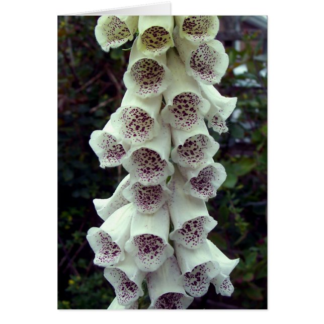 White Foxglove (Vorne)