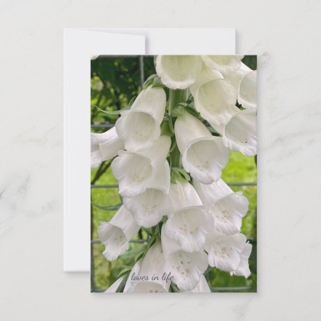 White Foxglove Mitteilungskarte (Vorderseite)