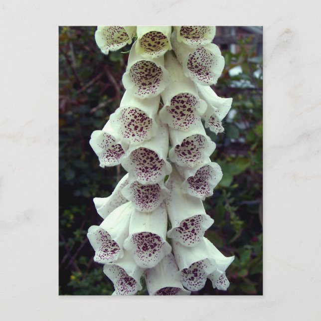 White Foxglove Postkarte (Vorderseite)