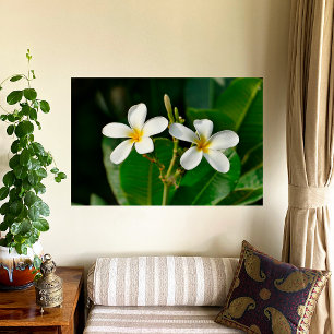 White Frangipani Canvas Print Poster