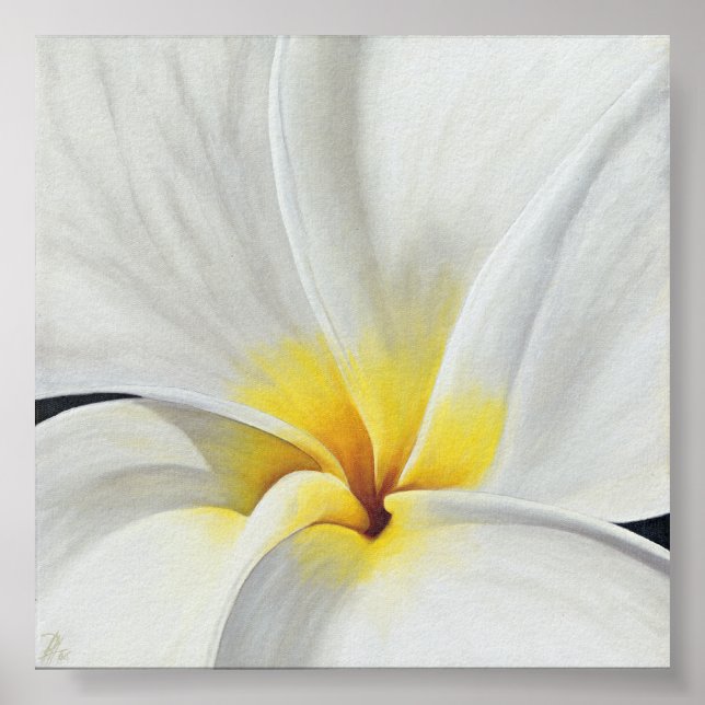 White Frangipani Poster (Vorne)