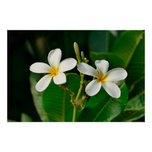 White Frangipani Poster
