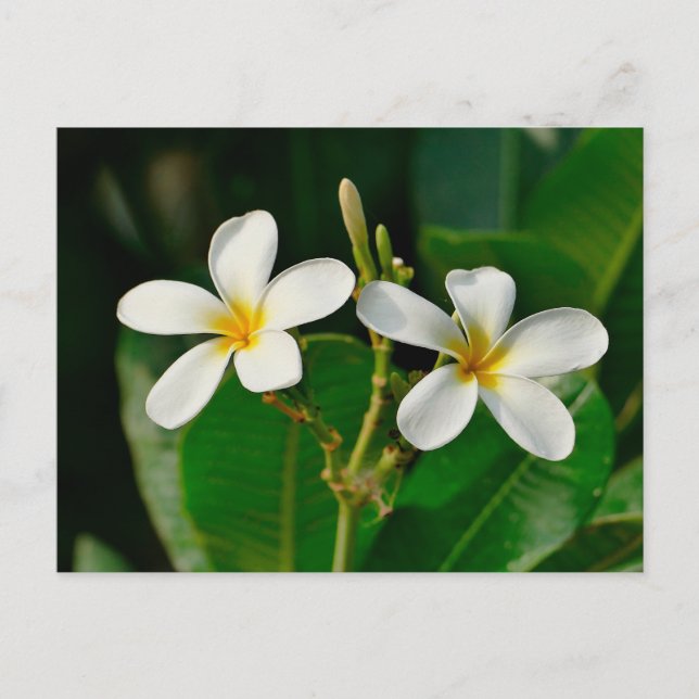 White Frangipani Postkarte (Vorderseite)