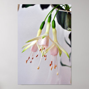 White Fuchsia Hawkshead Summer Blume Poster