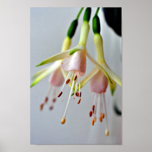 White Fuchsia Hawkshead Summer Blume Poster