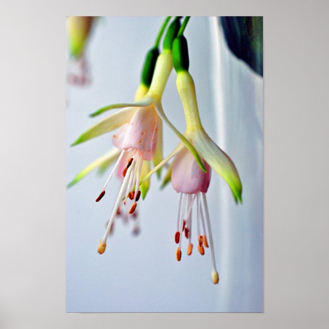 White Fuchsia Hawkshead Summer Blume Poster (Vorne)