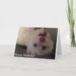 White, Funny Puppy Happy Birthday card Karte<br><div class="desc">A cute,  fun way to send Happy Birthday greetings to that someone special. This white,  sweet puppy has a cute pink nose and a playful smile. She's sure to brighten anyone's day!</div>