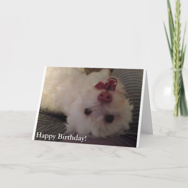 White, Funny Puppy Happy Birthday card Karte (Vorderseite)