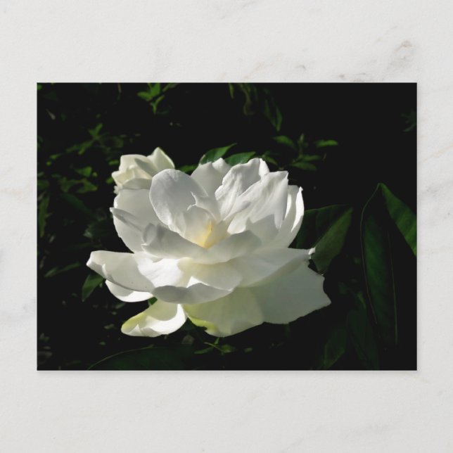 White Gardenia Blossom Postkarte (Vorderseite)