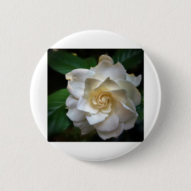 White Gardenia Button (Vorderseite)
