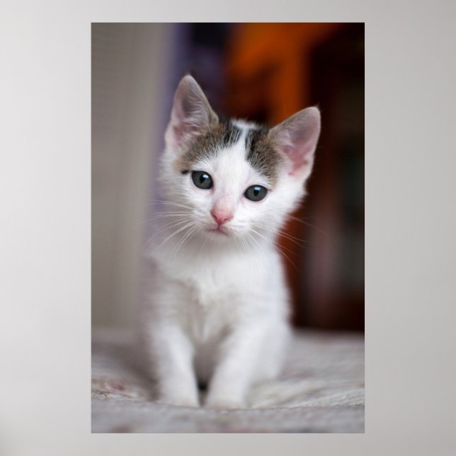 White Gepunktet Kitty Poster (Vorne)
