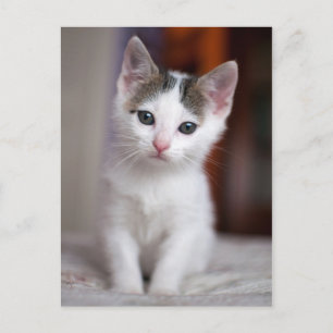 White Gepunktet Kitty Postkarte
