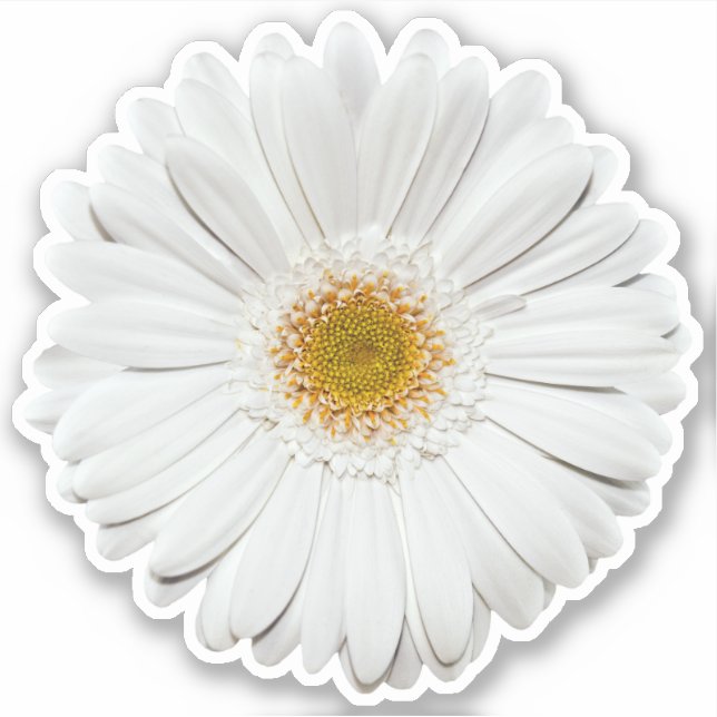 White Gerber Daisy Blume Kiss-Cut Sticker (Vorderseite)