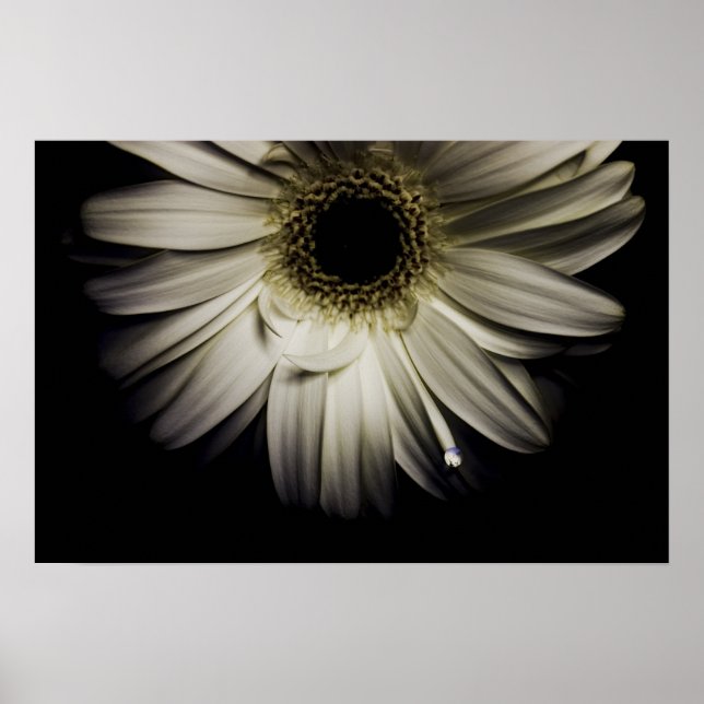 White Gerber Daisy Poster (Vorne)