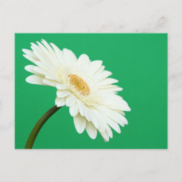 White Gerbera auf Green Postkarte
