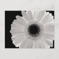 White Gerbera Blume