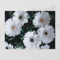 White Gerbera Daisies