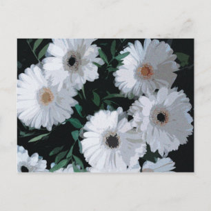 White Gerbera Daisies Postkarte