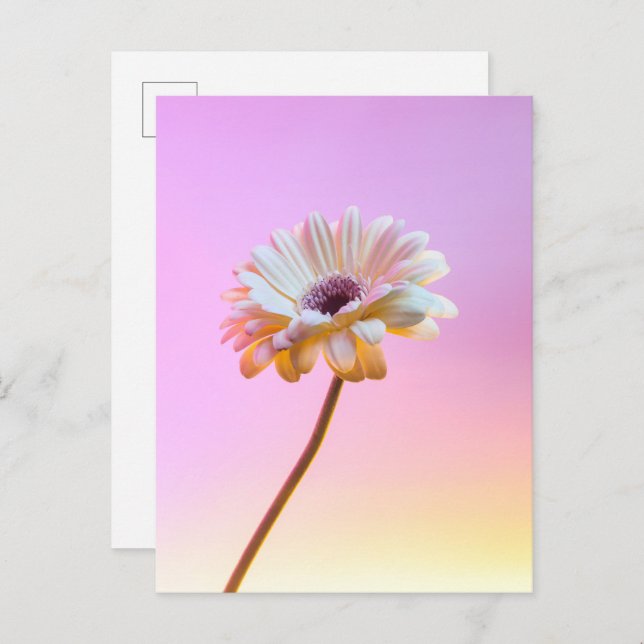 White Gerbera Daisy Postcard Postkarte (Vorne/Hinten)