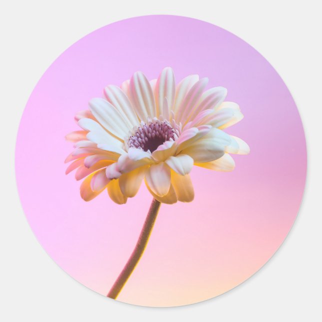 White Gerbera Daisy Sticker (Vorderseite)