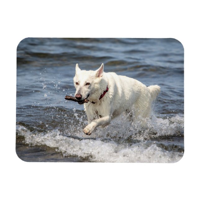 White German Shepard am George Lake Magnet (Horizontal)