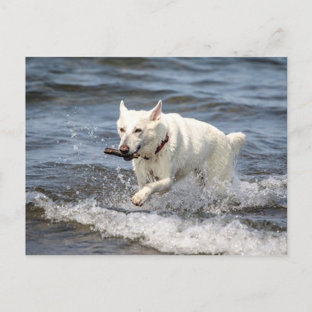 White German Shepard am George Lake Postkarte (Vorderseite)