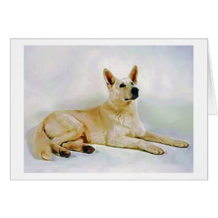White German Shepherd