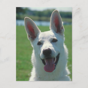 White German Shepherd Dog Postkarte