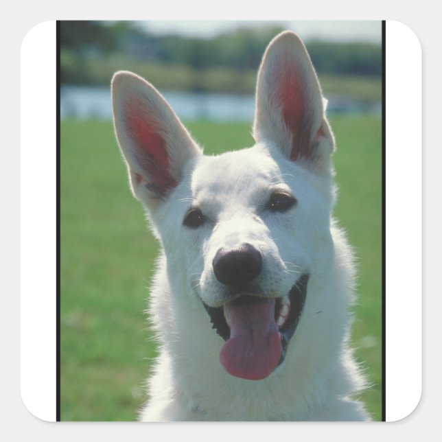 White German Shepherd Dog Quadratischer Aufkleber (Vorderseite)