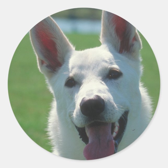 White German Shepherd Dog Runder Aufkleber (Vorderseite)