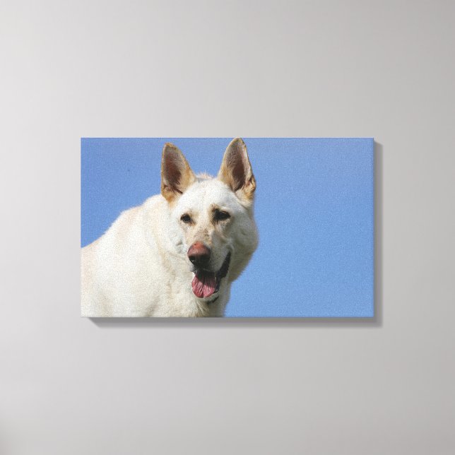 White German Shepherd Leinwanddruck (Vorderseite)