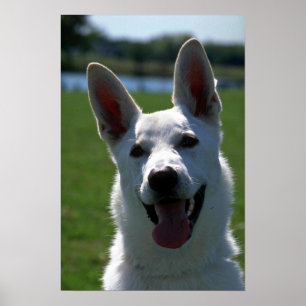 White German Shepherd Poster