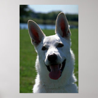 White German Shepherd Poster