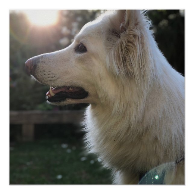 White German Shepherd Poster (Vorderseite)