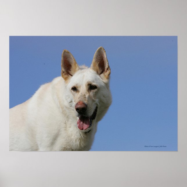 White German Shepherd Poster (Vorne)