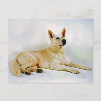 White German Shepherd Postkarte