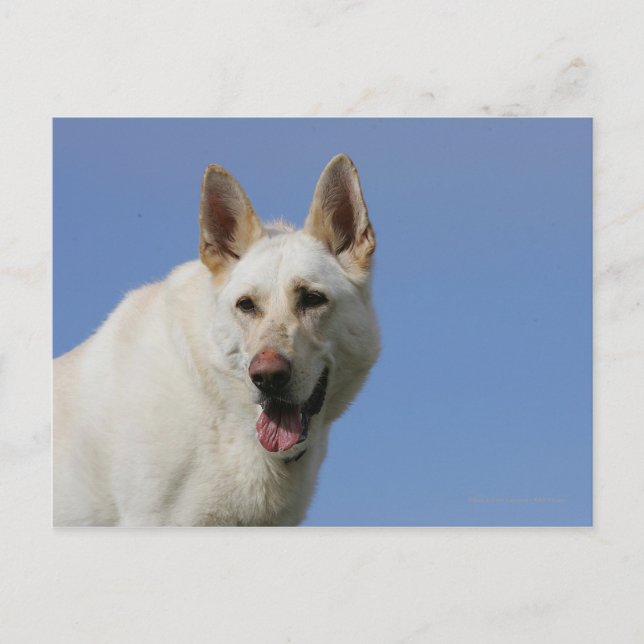 White German Shepherd Postkarte (Vorderseite)