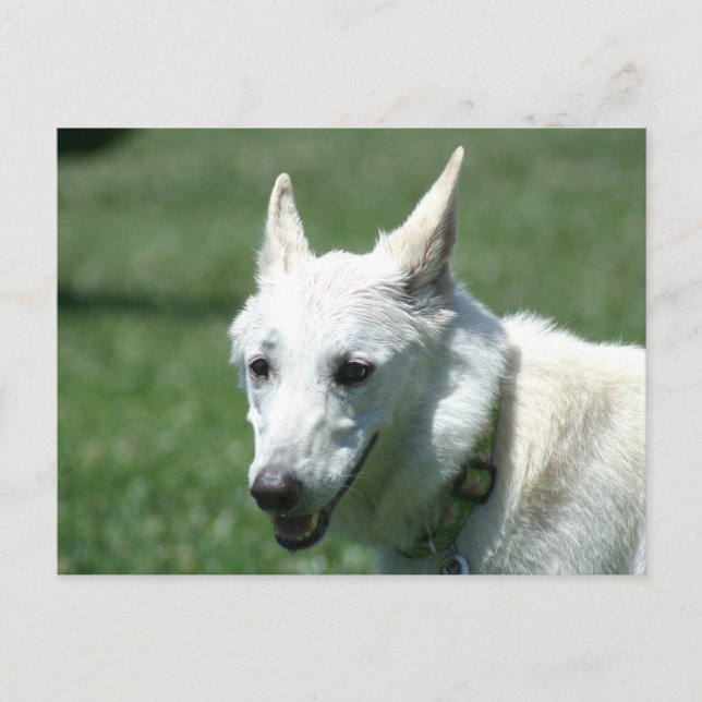 White German Shepherd Postkarte (Vorderseite)