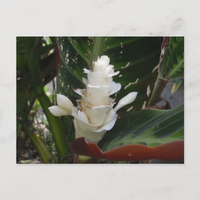 White Ginger Blumen Postcard Postkarte (Vorderseite)