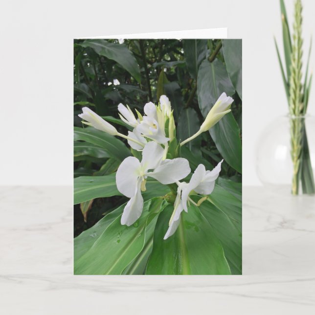 White Ginger Karte (Vorderseite)
