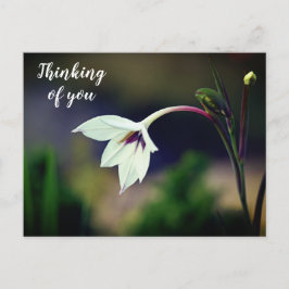 White Gladiolus Garden Blume Denken Sie an Postkarte