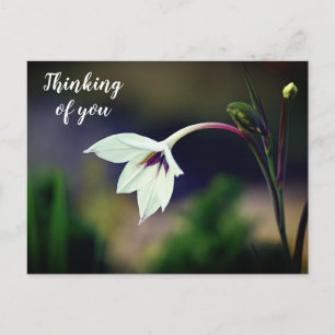 White Gladiolus Garden Blume Denken Sie an Postkarte