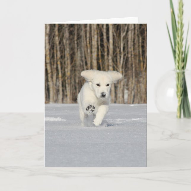 White Golden Retriever Puppy in Snow Karte (Vorderseite)