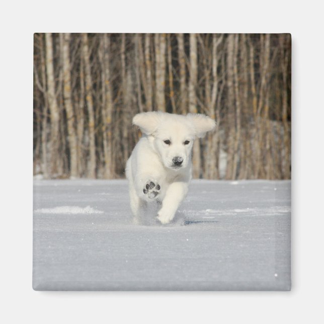 White Golden Retriever Puppy in Snow Magnet (Vorne)