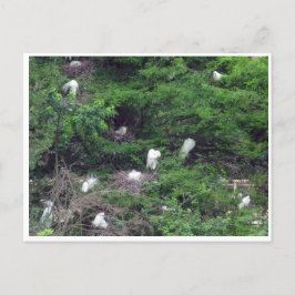 White Great Egret Nesting Postcard Postkarte