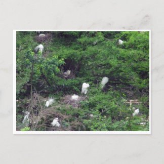 White Great Egret Nesting Postcard Postkarte