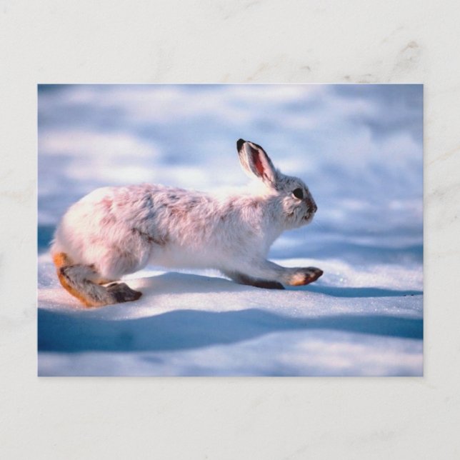 White Hare Postkarte (Vorderseite)